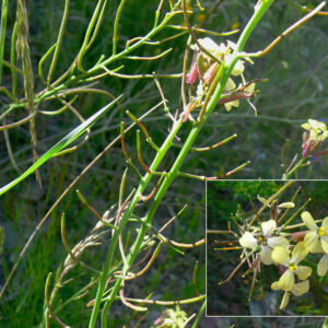 Coincya monensis orophila