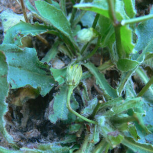 Hieracium elisaeanum