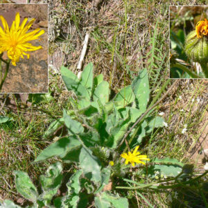 Hieracium schmidtii