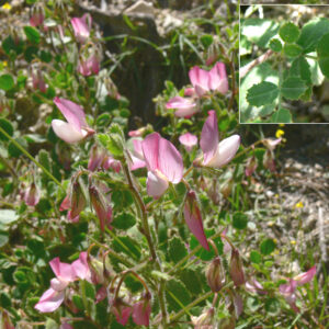 Ononis rotundifolia
