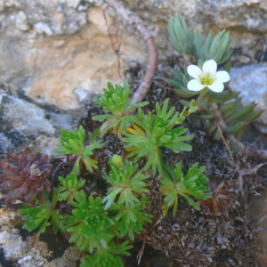 Saxifraga moncayensis