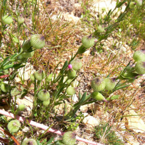 Silene conica conica