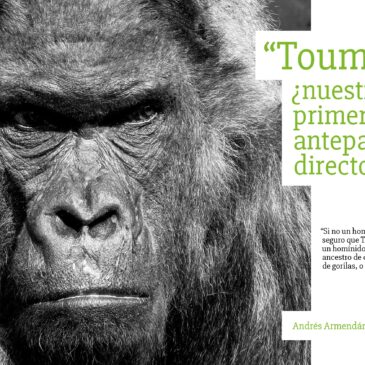 «Toumai» ¿nuestro primer antepasado directo?