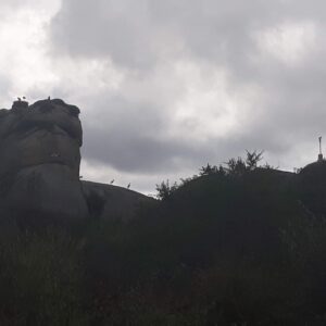 Nidos de cigüeñas