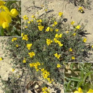 Argyrolobium zanonii