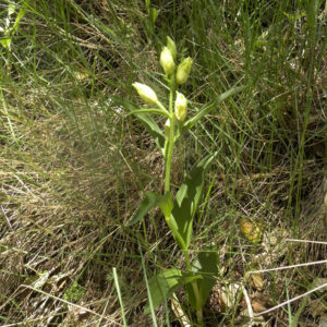 Cephalanthera damasonium