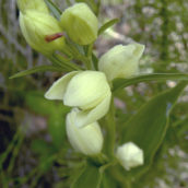 Cephalanthera damasonium