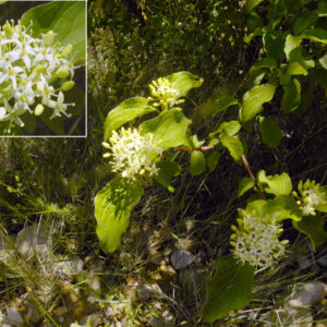 Cornus sanguinea