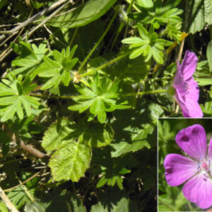 Geranium sanguineum