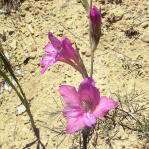 Gladiolus illyricus