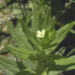Lithospermum officinale