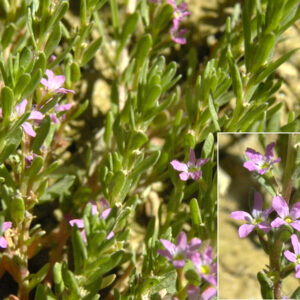 Lythrum hyssopifolia