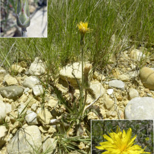 Scorzonera hispanica crispatula