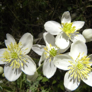 Thalictrum tuberosum