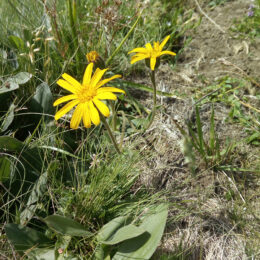 Arnica montana