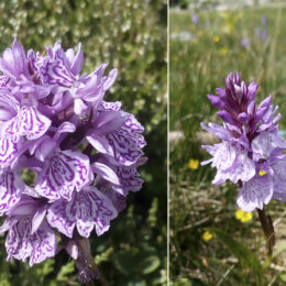 Dactylorhiza maculata
