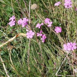 Dianthus deltoides deltoides