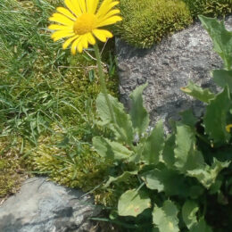 Doronicum grandiflorum