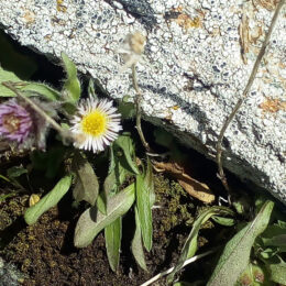 Erigeron uniflorus
