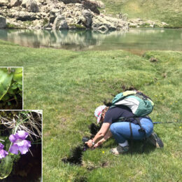 Fotografiando la carnivora (Pinguicula grandiflora grandiflora) en el ibón