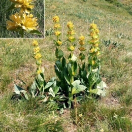 Gentiana lutea