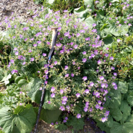 Geranium sylvaticum sylvaticum