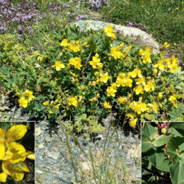 Hypericum richeri