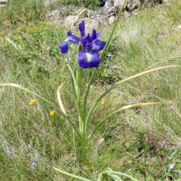 Iris latifolia
