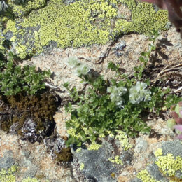 Paronychia kapela serpyllifolia