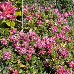 Rhododendron ferrugineum