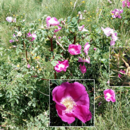 Rosa pendulina
