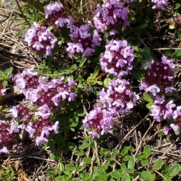 Thymus praecox polytrichus