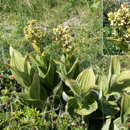 Veratrum album