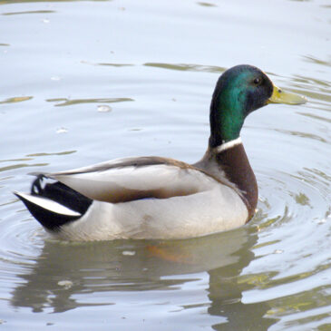 AVES. En la charca de El Raso. Odón (Teruel)