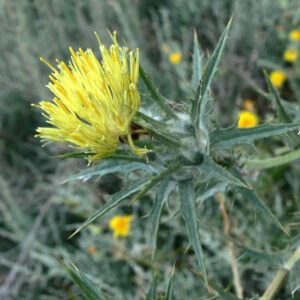 Carthamus lanatus. Alrededores de la charca de El Raso.