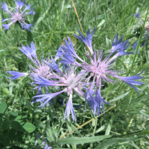 Centaurea cyanus. Alrededores de la charca de El Raso.