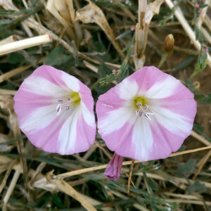 Convolvulus arvensis. Alrededores de la charca de El Raso.