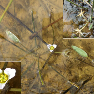 Damasonium polyspermum. En la primera charca (sin nombre).