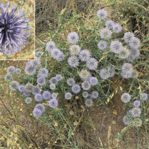 Echinops ritro ritro. Alrededores de la charca de El Raso.