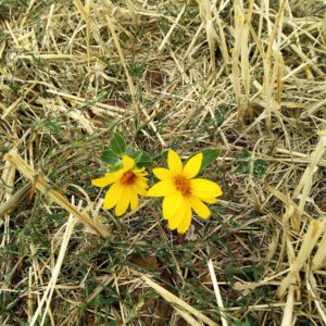 Helianthus annuus. Charca de El Raso.