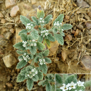 Heliotropium supinum. Charca de El Raso.