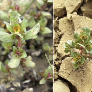 Lythrum borysthenicum. Detalles. Charca de El Raso.