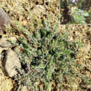 Lythrum thymifolia. Charca de El Raso.