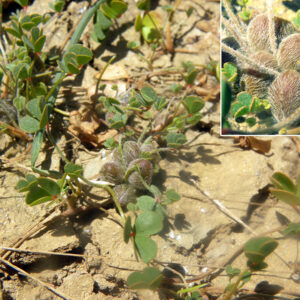 Marsilea strigosa. Esporocarpos. Charca de El Raso.
