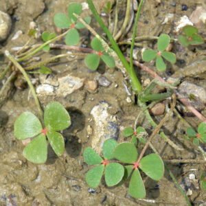 Marsilea strigosa. Pteridofilos. Charca de El Raso.
