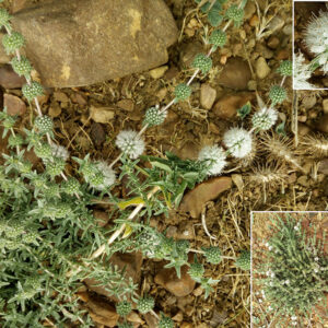 Mentha cervina. Charca de El Raso.