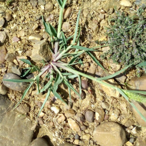 Setaria viridis. Charca de El Raso.