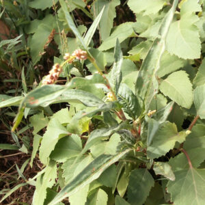 Polygonum lapathifolium y Xanthium sp. Charca de El Raso
