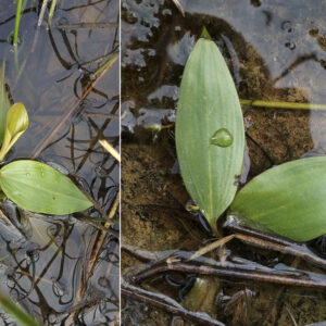 Potamogeton sp. En la primera charca (sin nombre)