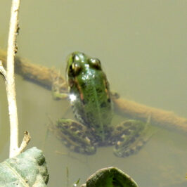 Rana común (Pelophylax perezi)